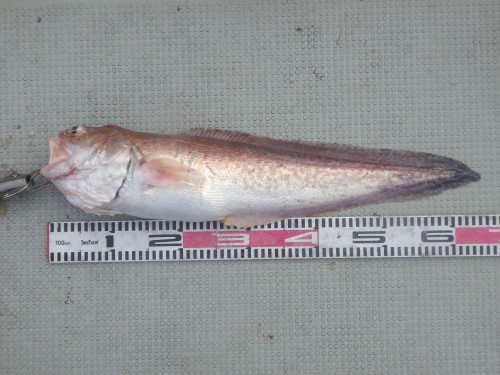 FISH9332